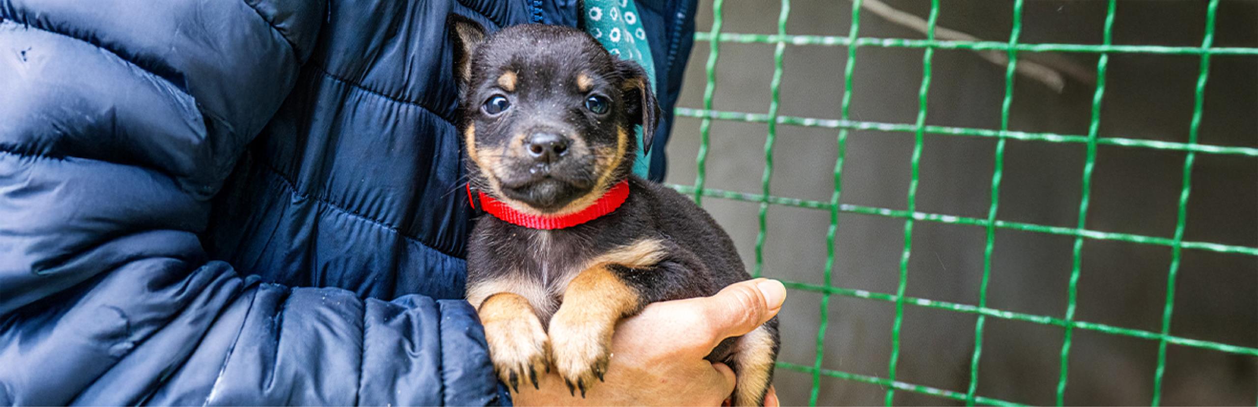 ¿Cómo saber si mi cachorro tiene estrés?